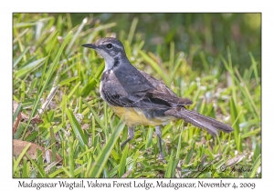 Madagascar Wagtail