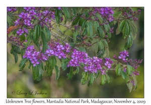 Unknown Tree Flowers