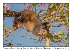 Common Brown Lemur