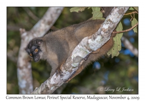 Common Brown Lemur