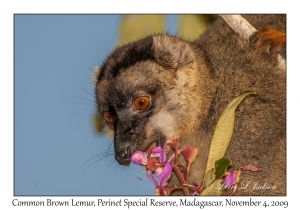 Common Brown Lemur