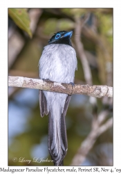 Madagascar Paradise Flycatcher
