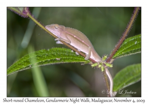 Short-nosed Chameleon