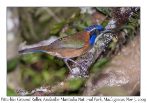 Pitta-like Ground Roller