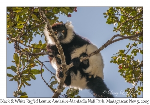 Black & White Ruffed Lemur