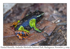 Painted Mantella