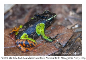 Painted Mantella & Ant