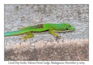 Lined Day Gecko