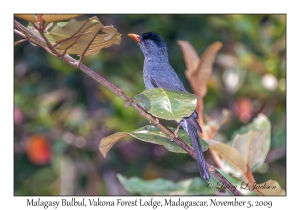 Malagasy Bulbul