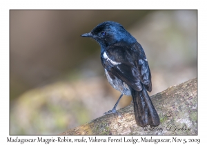 Madagascar Magpie-Robin