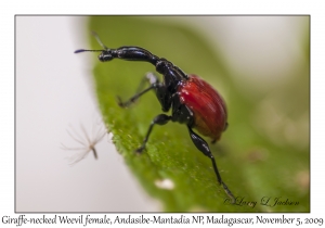 Giraffe-necked Weevil female