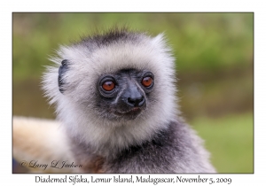 Diademed Sifaka