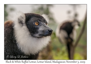 Black & White Ruffed Lemur