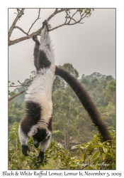 Black & White Ruffed Lemur