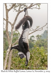 Black & White Ruffed Lemur