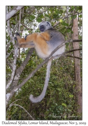 Diademed Sifaka