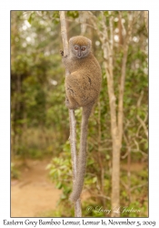Eastern Grey Bamboo Lemur
