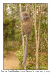 Eastern Grey Bamboo Lemur