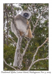 Diademed Sifaka