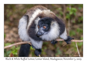 Black & White Ruffed Lemur