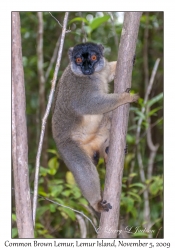 Common Brown Lemur