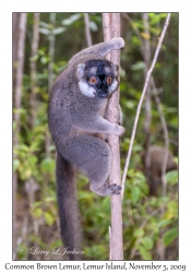 Common Brown Lemur