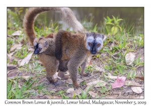 Common Brown Lemur