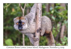 Common Brown Lemur