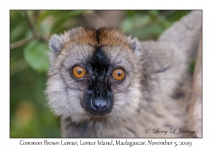 Common Brown Lemur