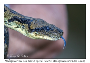 Madagascar Tree Boa