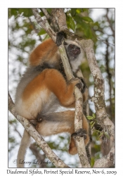 Diademed Sifaka