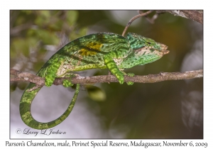 Parson's Chameleon