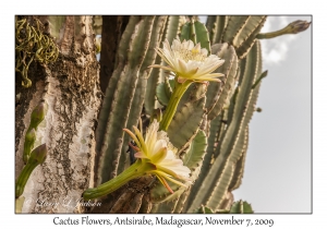 Cactus Flowers