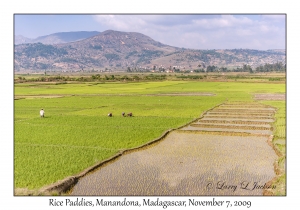 Rice Paddies