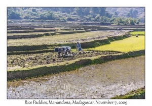 Rice Paddies