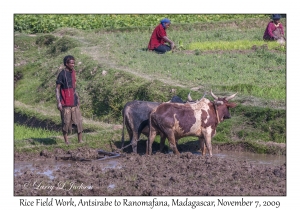 Rice Field Work