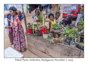 Potted Plants