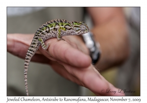 Jewelled Chameleon