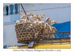 Geese on Bus