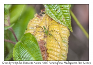 Green Lynx Spider