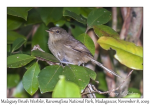 Malagasy Brush Warbler
