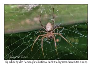 Big White Spider