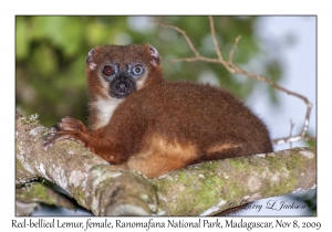 Red-bellied Lemur