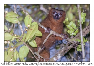 Red-bellied Lemur