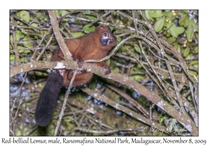 Red-bellied Lemur