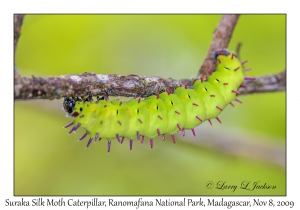 Suraka Silk Moth Caterpillar