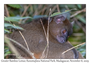 Greater Bamboo Lemur