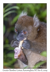 Greater Bamboo Lemur