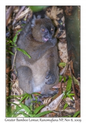 Greater Bamboo Lemur