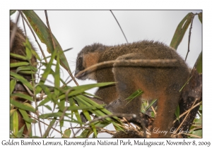 Golden Bamboo Lemur